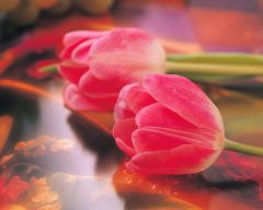 Tapeta Nature Flowers 093.jpg